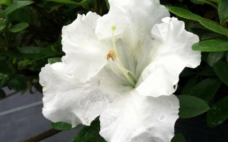  Gumpo White Dwarf Azalea - 1 Gallon Pot