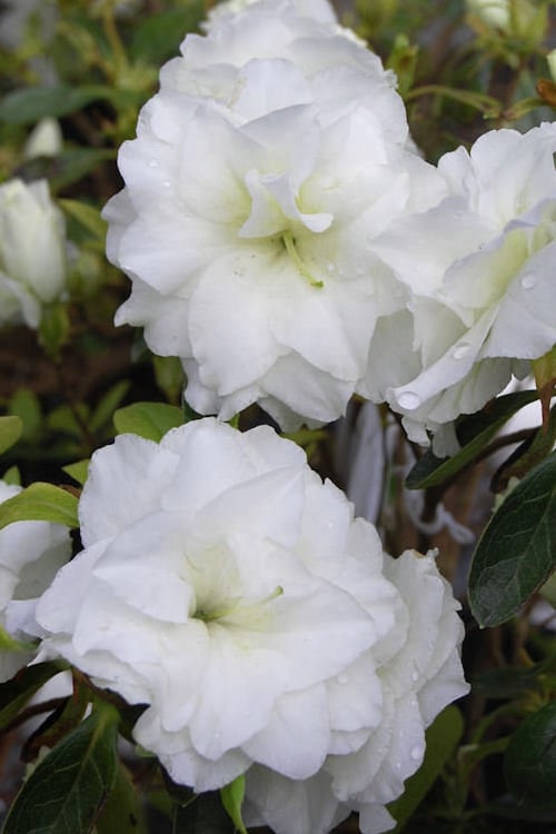  White Rosebud Azalea - 6 Pack Of 1 Gallon Pots