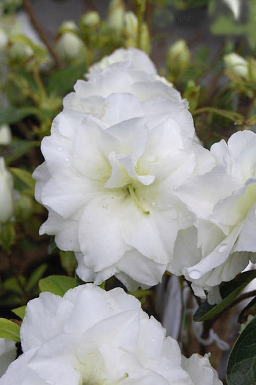  White Rosebud Azalea - 1 Gallon Pot
