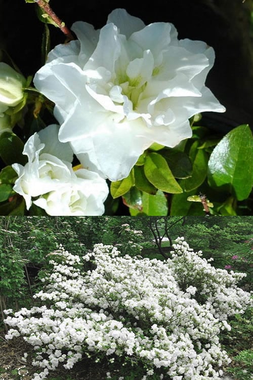  White Rosebud Azalea - 1 Gallon Pot