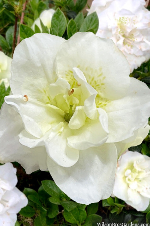  Linwood Hardy Gardenia Azalea - 2 Gallon Pot