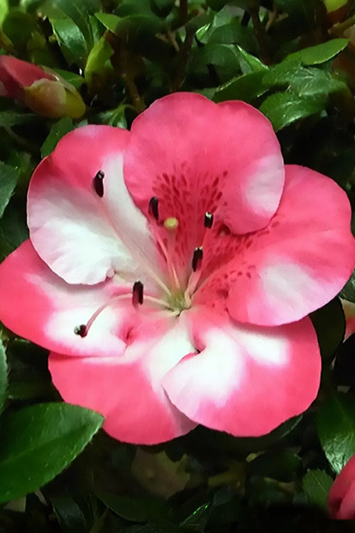  Kobai #2 Azalea - 3 Gallon Pot