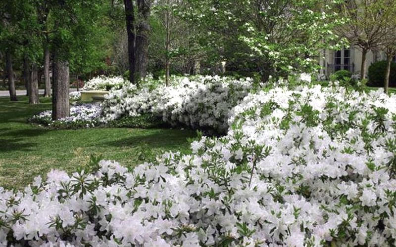  Mrs. G.G. Gerbing White Southern Indica Azalea - 3 Gallon Pot