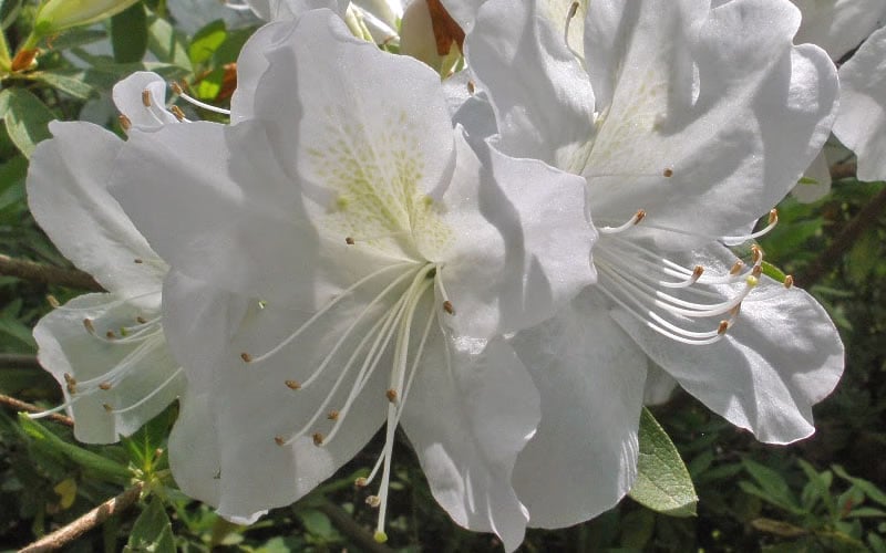  Mrs. G.G. Gerbing White Southern Indica Azalea - 3 Gallon Pot