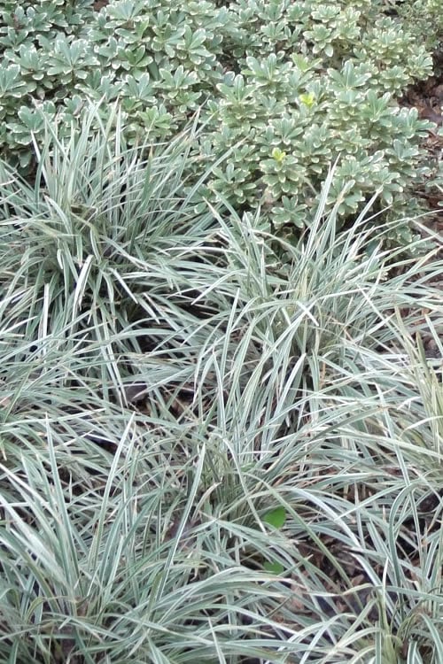  Aztec Grass - Liriope Muscari - 1 Gallon Pot