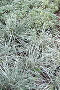  Aztec Grass - Liriope Muscari - 1 Gallon Pot