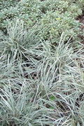  Aztec Grass - Liriope Muscari - 1 Gallon Pot