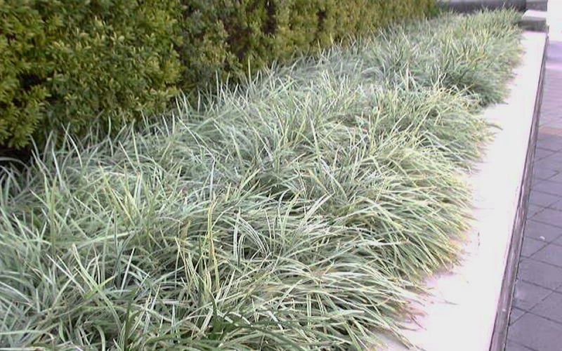  Aztec Grass - Liriope Muscari - 1 Gallon Pot