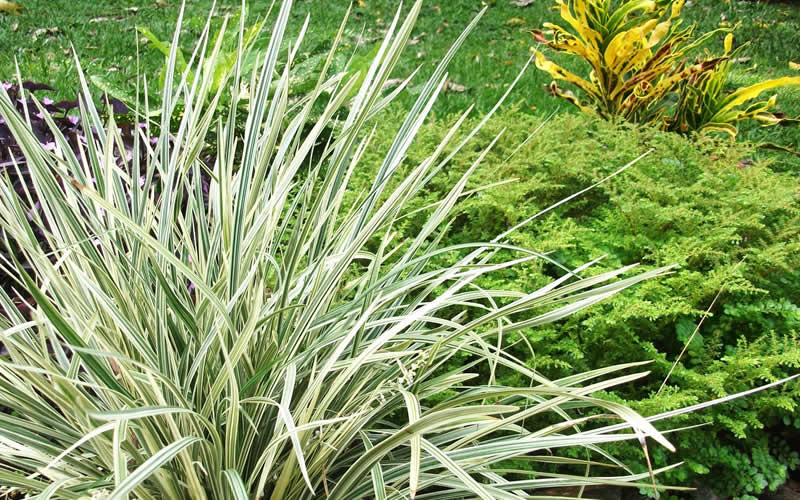  Aztec Grass - Liriope Muscari - 1 Gallon Pot
