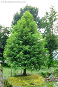  Bald Cypress - Taxodium Distichum - 5 Gallon Pot (6-7')