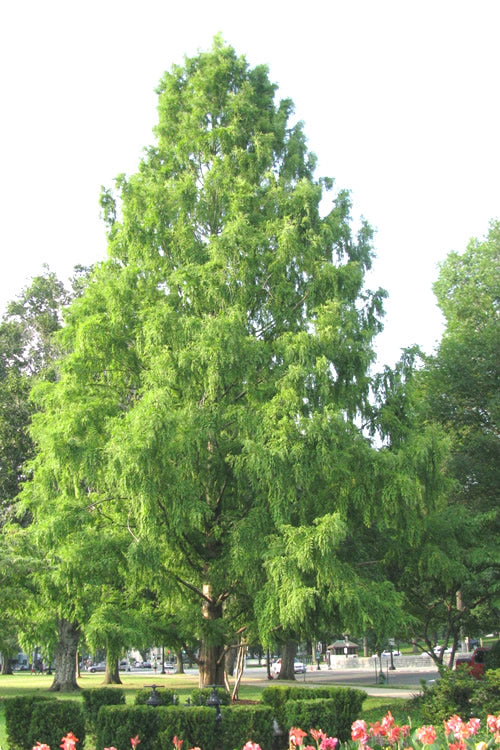  Bald Cypress - Taxodium Distichum - 5 Gallon Pot (4-5')