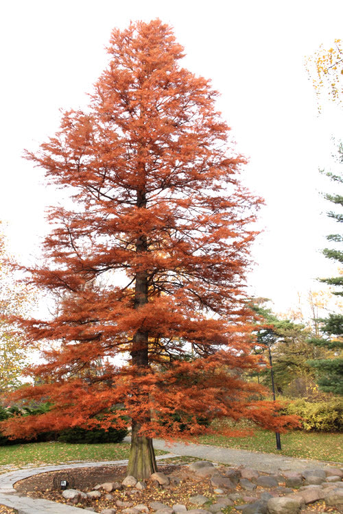  Bald Cypress Tree (Taxodium Distichum) - 1 Gallon Pot
