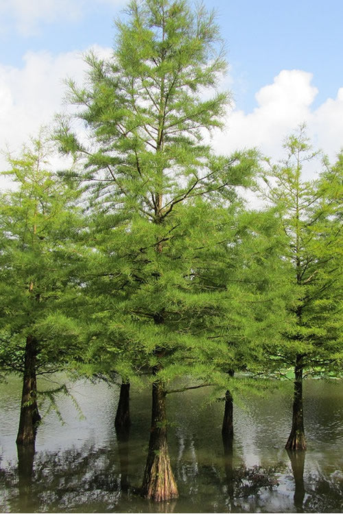  Bald Cypress - Taxodium Distichum - 5 Gallon Pot (4-5')