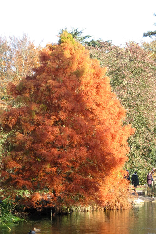  Bald Cypress - Taxodium Distichum - 5 Gallon Pot (4-5')