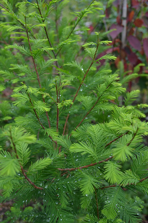  Bald Cypress - Taxodium Distichum - 5 Gallon Pot (6-7')