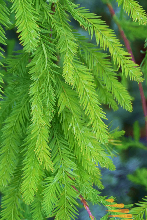  Bald Cypress - Taxodium Distichum - 5 Gallon Pot (6-7')