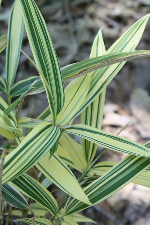  Albostriata Variegated Bamboo (Sam Bamboo) - Sasaella Masamuneana Albostriata - 3 Gallon Pot