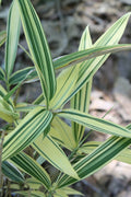  Albostriata Variegated Bamboo (Sam Bamboo) - Sasaella Masamuneana Albostriata - 3 Gallon Pot