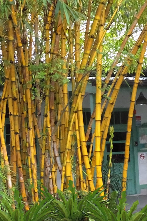  Alphonse Karr Golden Bamboo (Bambusa Multiplex) - 2 Gallon Pot