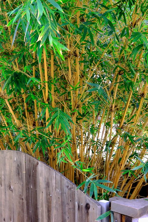  Alphonse Karr Golden Bamboo (Bambusa Multiplex) - 2 Gallon Pot