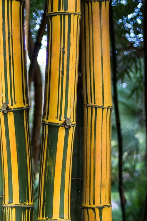  Alphonse Karr Golden Bamboo (Bambusa Multiplex) - 2 Gallon Pot
