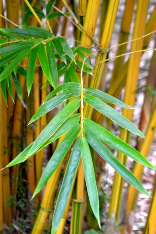  Alphonse Karr Golden Bamboo (Bambusa Multiplex) - 2 Gallon Pot