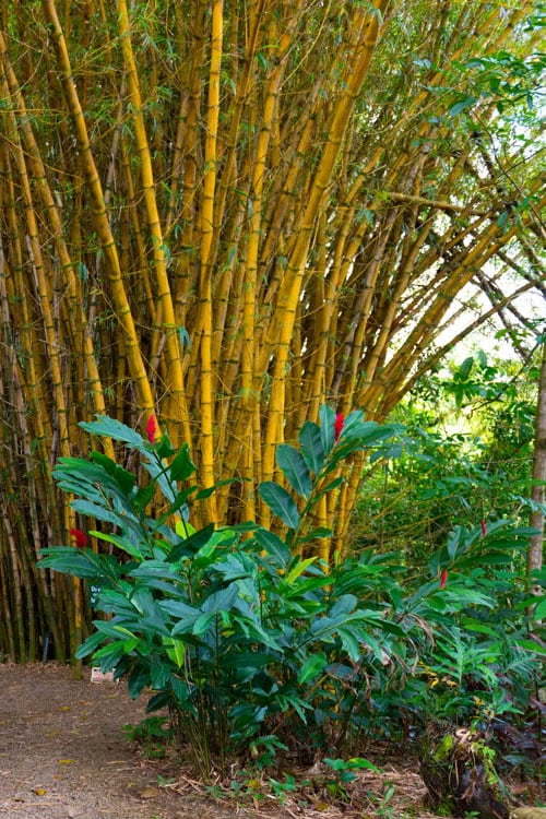  Alphonse Karr Golden Bamboo (Bambusa Multiplex) - 2 Gallon Pot