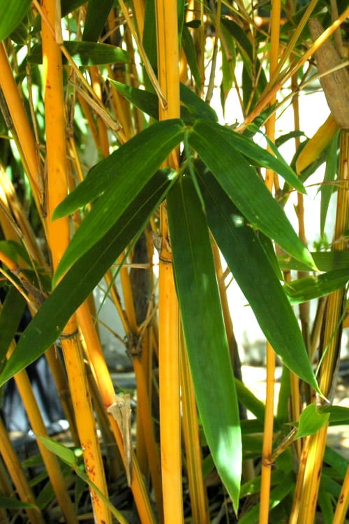  Alphonse Karr Golden Bamboo (Bambusa Multiplex) - 2 Gallon Pot