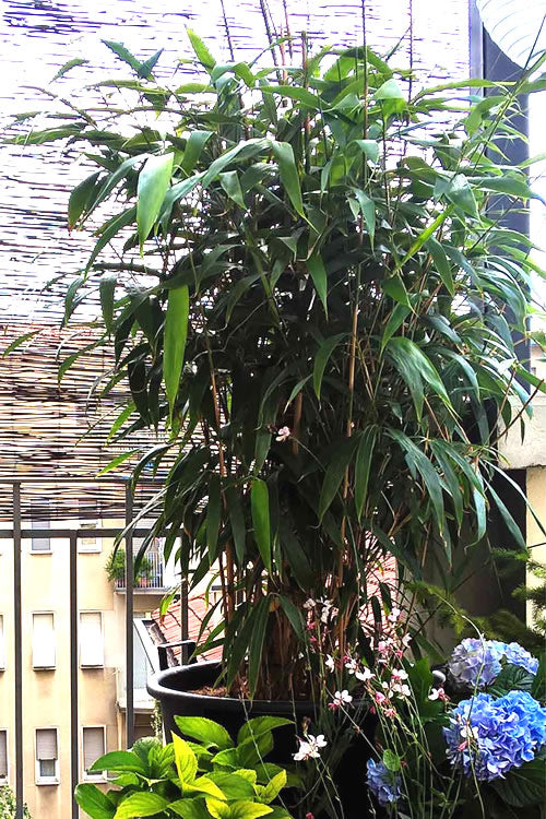  Arrow Bamboo (Pseudosasa Japonica) - 3 Gallon Pot (4-6'+)