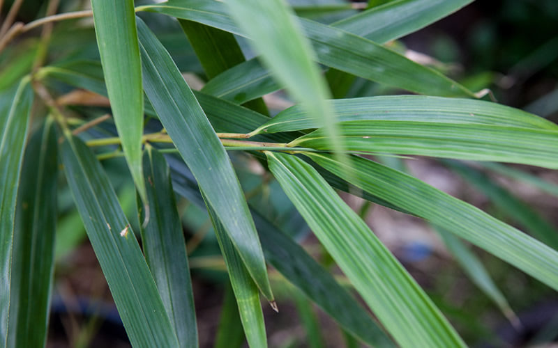  Arrow Bamboo (Pseudosasa Japonica) - 3 Gallon Pot (4-6'+)