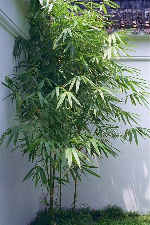  Arrow Bamboo (Pseudosasa Japonica) - 3 Gallon Pot (4-6'+)