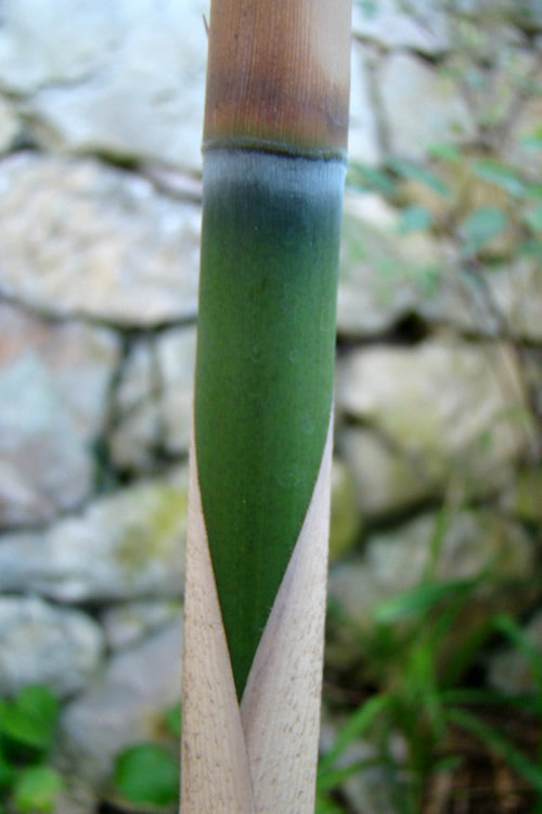  Arrow Bamboo (Pseudosasa Japonica) - 3 Gallon Pot (2-4')