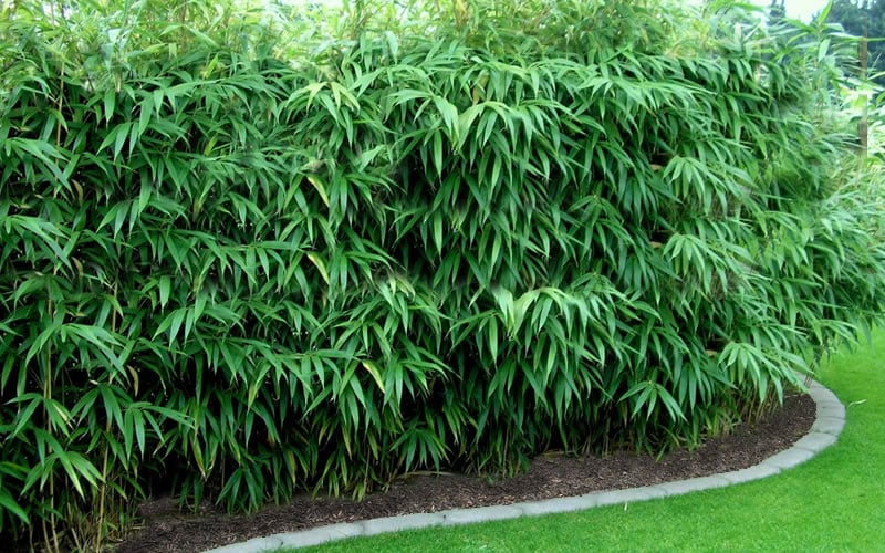  Arrow Bamboo (Pseudosasa Japonica) - 3 Gallon Pot (4-6'+)