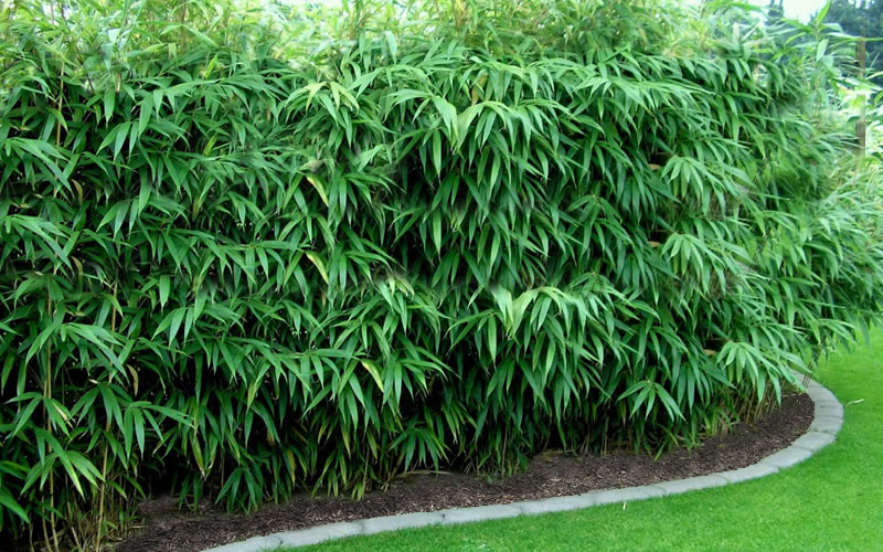  Arrow Bamboo (Pseudosasa Japonica) - 3 Gallon Pot (2-4')