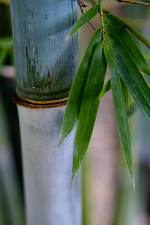 Baby Blue Bamboo - Bambusa Chungii 'Barbelatta' - 2 Gallon Pot