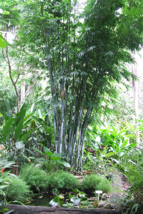  Baby Blue Bamboo - Bambusa Chungii 'Barbelatta' - 2 Gallon Pot
