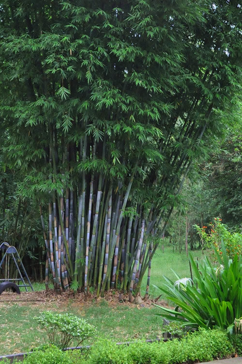  Baby Blue Bamboo - Bambusa Chungii 'Barbelatta' - 2 Gallon Pot