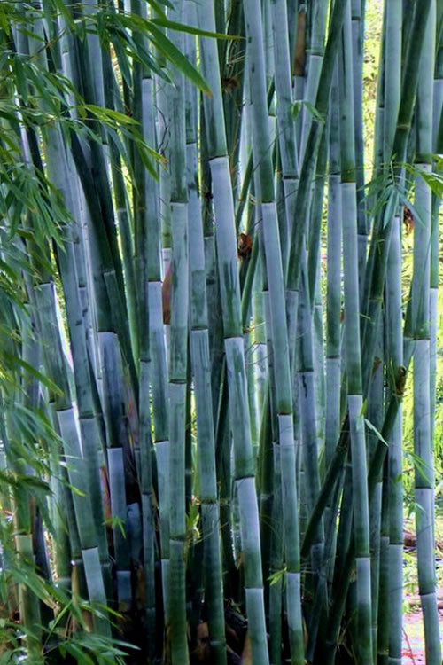  Baby Blue Bamboo - Bambusa Chungii 'Barbelatta' - 2 Gallon Pot