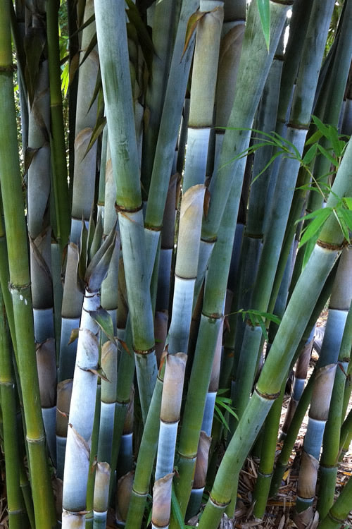  Baby Blue Bamboo - Bambusa Chungii 'Barbelatta' - 2 Gallon Pot