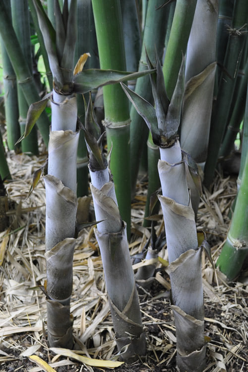  Baby Blue Bamboo - Bambusa Chungii 'Barbelatta' - 2 Gallon Pot