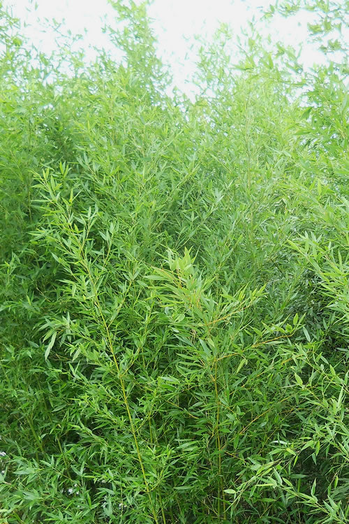  Bisset Bamboo (Phyllostachys Bissetii) - 3 Gallon Pot (4-6')