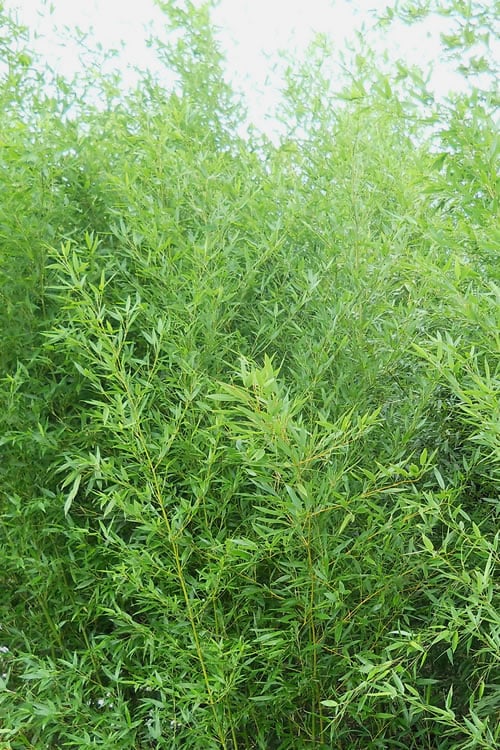  Bisset Bamboo (Phyllostachys Bissetii) - 3 Gallon Pot (2-4')