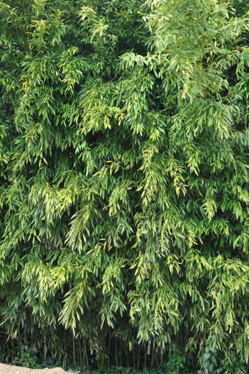  Bisset Bamboo (Phyllostachys Bissetii) - 2 Gallon Pot (2-4')