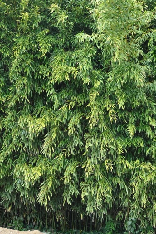  Bisset Bamboo (Phyllostachys Bissetii) - 3 Gallon Pot (2-4')