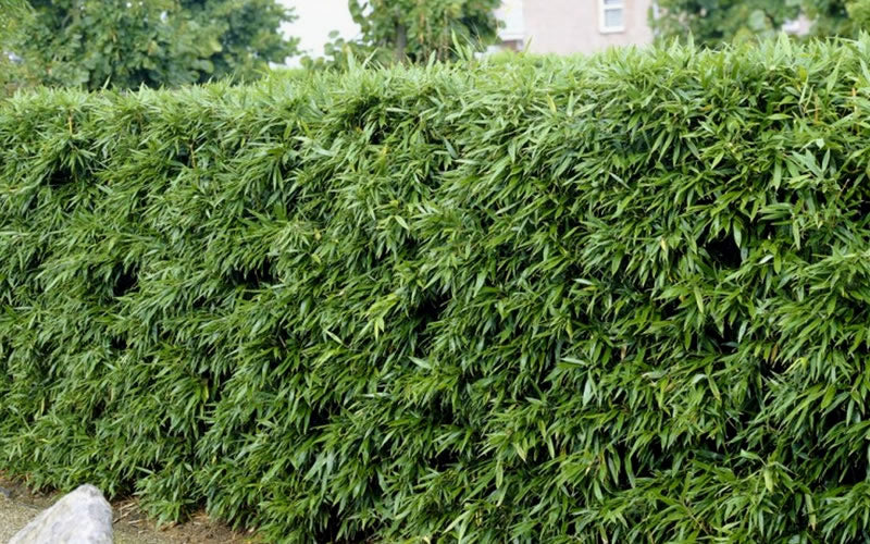  Bisset Bamboo (Phyllostachys Bissetii) - 3 Gallon Pot (4-6')
