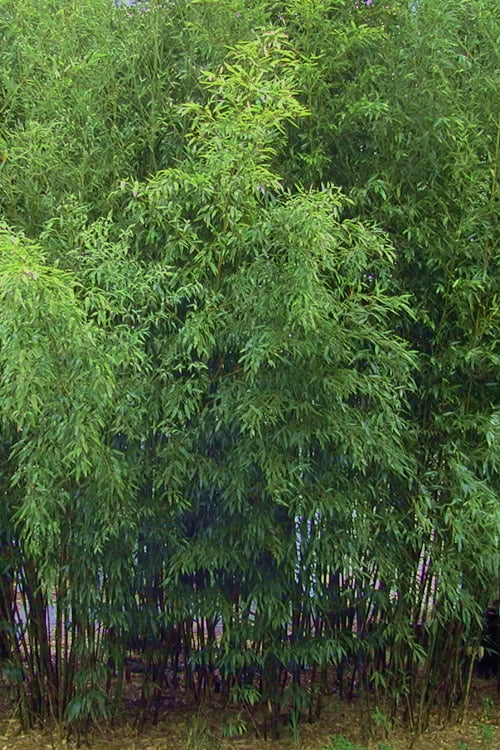  Bisset Bamboo (Phyllostachys Bissetii) - 2 Gallon Pot (2-4')