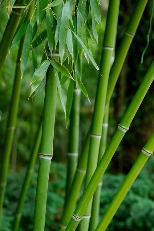  Bisset Bamboo (Phyllostachys Bissetii) - 2 Gallon Pot (2-4')