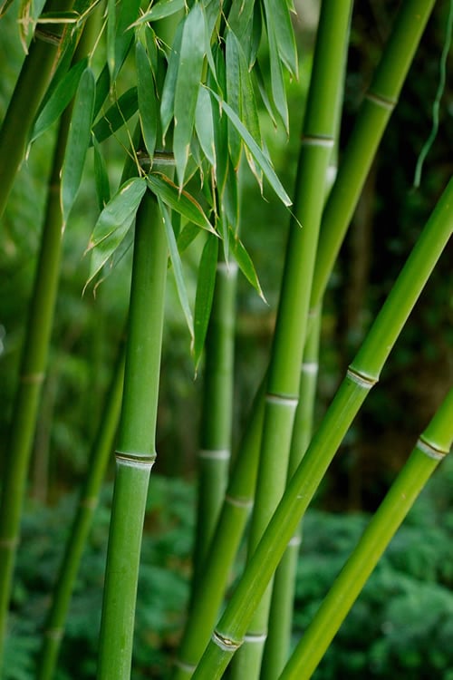 Bisset Bamboo (Phyllostachys Bissetii) - 3 Gallon Pot (2-4')