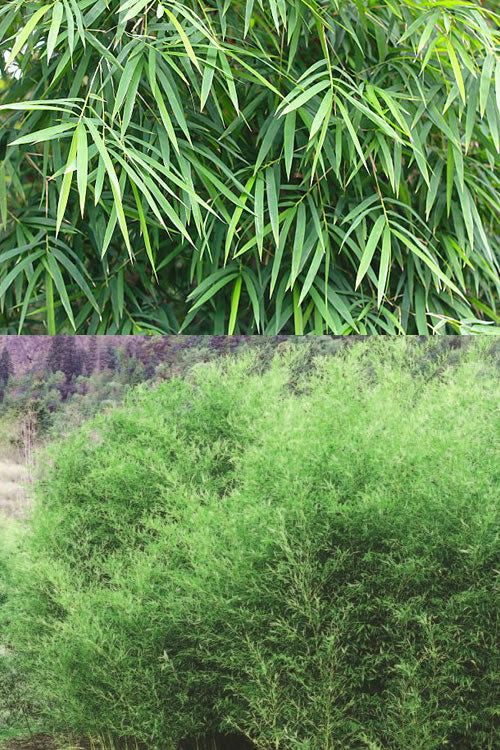  Bisset Bamboo (Phyllostachys Bissetii) - 2 Gallon Pot (2-4')