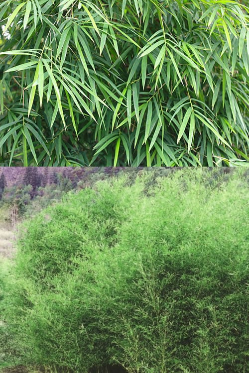  Bisset Bamboo (Phyllostachys Bissetii) - 3 Gallon Pot (2-4')